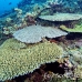 coral_hard_arch_h_0705_png1395.jpg